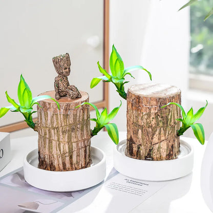 Brazilian Lucky Wood Hydroponic Plant