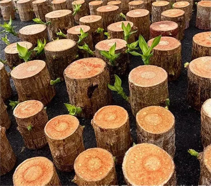 Brazilian Lucky Wood Hydroponic Plant