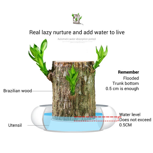 Brazilian Lucky Wood Hydroponic Plant