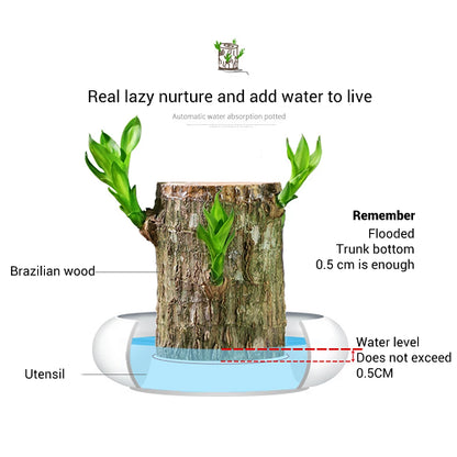 Brazilian Lucky Wood Hydroponic Plant