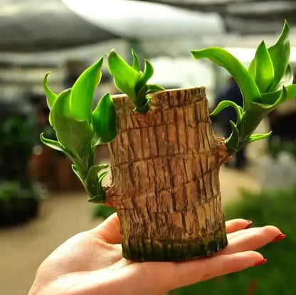 Brazilian Lucky Wood Hydroponic Plant